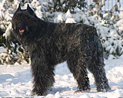 URDY © Elevage de bouviers des flandres du Clos de la Luette specialisé pour le bouvier des flandres Copyrigth depose